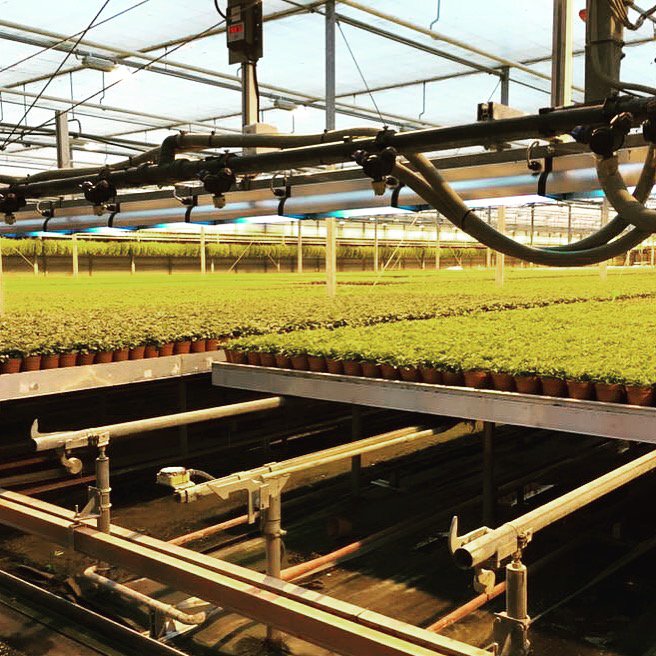 MildewStop's tweet photo. Controlling fungusses, virusses and bacteria on potted plants with CleanLight UV. This is an automated boom which treats the plants daily 3x https://t.co/jYRA7kcck9