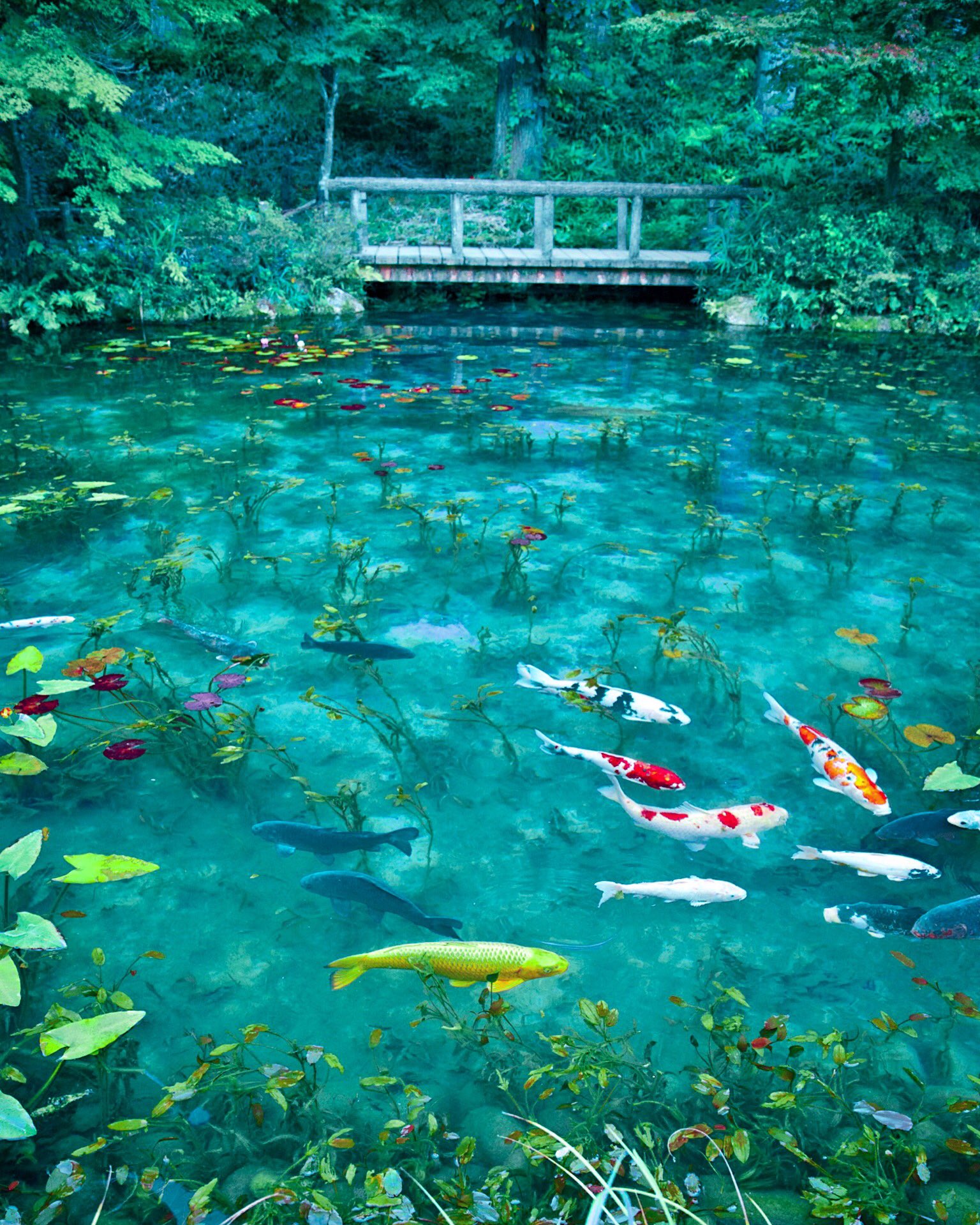 6151 名もなき池とも呼ばれてるそうだ モネの池 岐阜 T Co 1gtjkypkhw Twitter