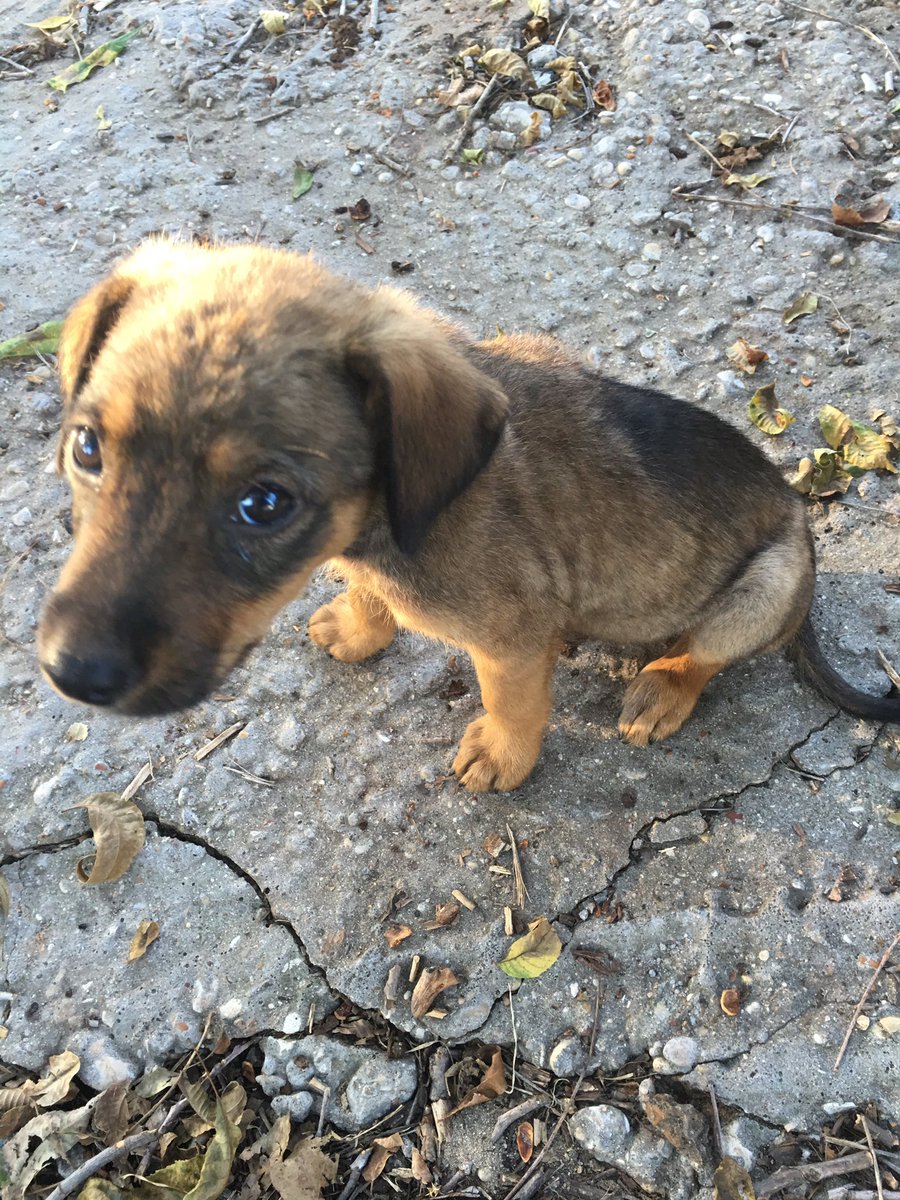 LARASHouseShelt's tweet photo. A puppy being fostered tnite, found dumped on the side of the road.   I just don't understand... #DontBeADumper https://t.co/A4i3AS5NhM