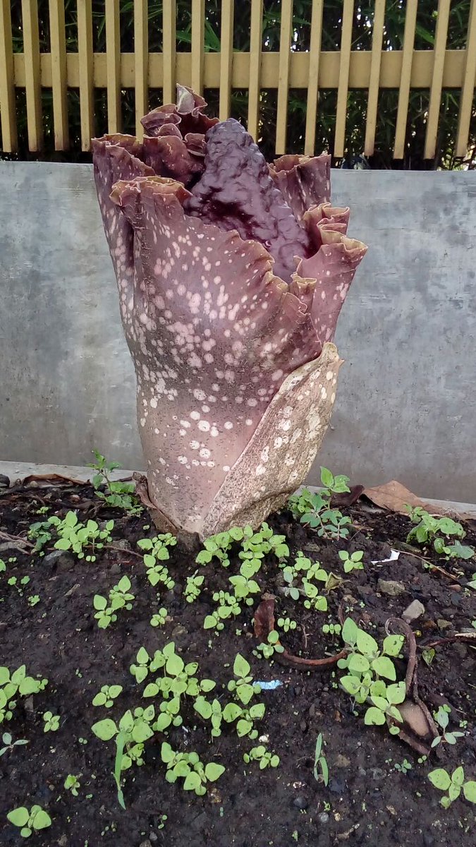 PRFMnews's tweet photo. Bunga bangkai bernama  Amorphopallus Titanum atau bahasa jawa nya Porang dan bahasa sunda Suweg. tumbuh di RW 03, Kel Turangga, Kec Lengkong https://t.co/8uEDJXQM3e