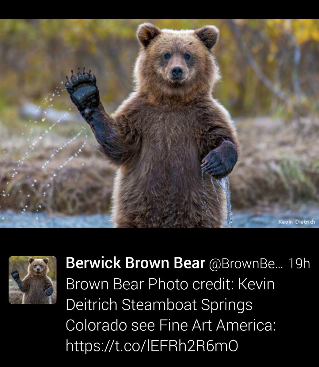 <a href="/BrownBearInn/">Berwick Brown Bear 🇺🇦</a>