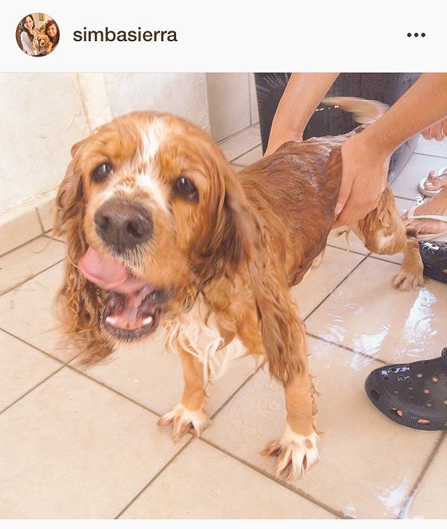 ReynaSierrav's tweet photo. Me encanta este perro!!!!🐶💙 #mibebe #misimba #teamosiempre https://t.co/RELio10aj0