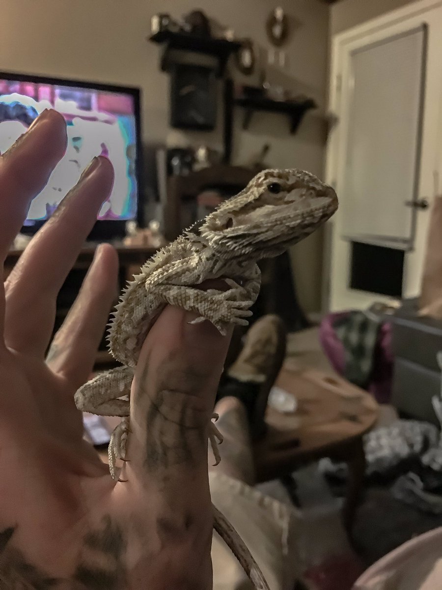 IronsOpie's tweet photo. My critters, spikes and pig. Pig was a little grumpy, but as you can see, spikes is cool as a cucumber. https://t.co/axSMh0uT0S