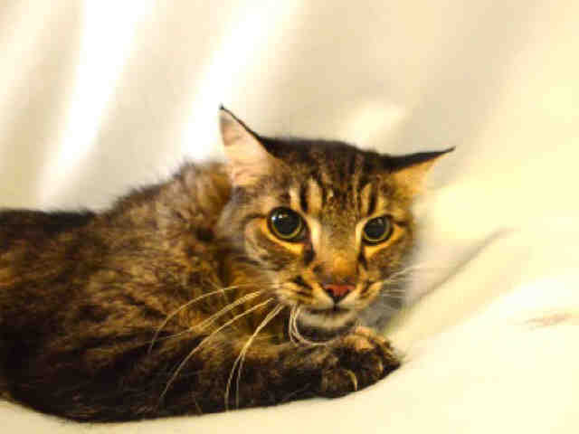 WildeOscarCat's tweet photo. HURRY2 #ADOPT #FOSTER #PLEDGE!SAVE MISHKA:"SUCH A SWEET CAT."A TRUE BEAUTY &amp; A SWEETHEART"!  https://t.co/5UXBGJluUM https://t.co/la3YWRilhr