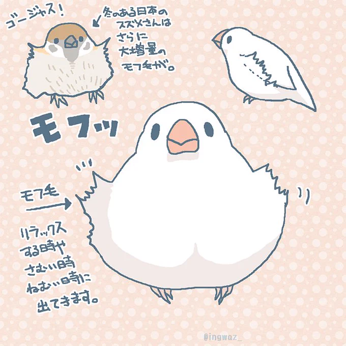 文鳥さんのモフ毛 解説。 #buncho #javasparrow #文鳥 