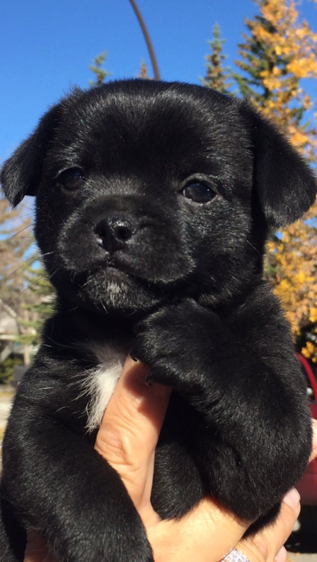 michael_dyck's tweet photo. So In love with my new pup ❤️ https://t.co/3o51zeh1OA