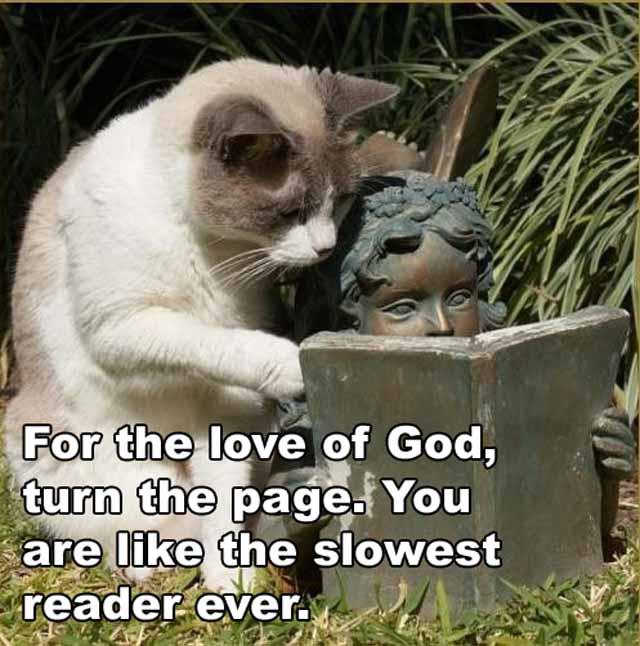 Funny_Images__'s tweet photo. Impatient cat... https://t.co/d8OJSnKZiS
