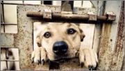 Help to stop the Yulin dog/cat eating festival! Plz sign: change.org/en-GB/petition…