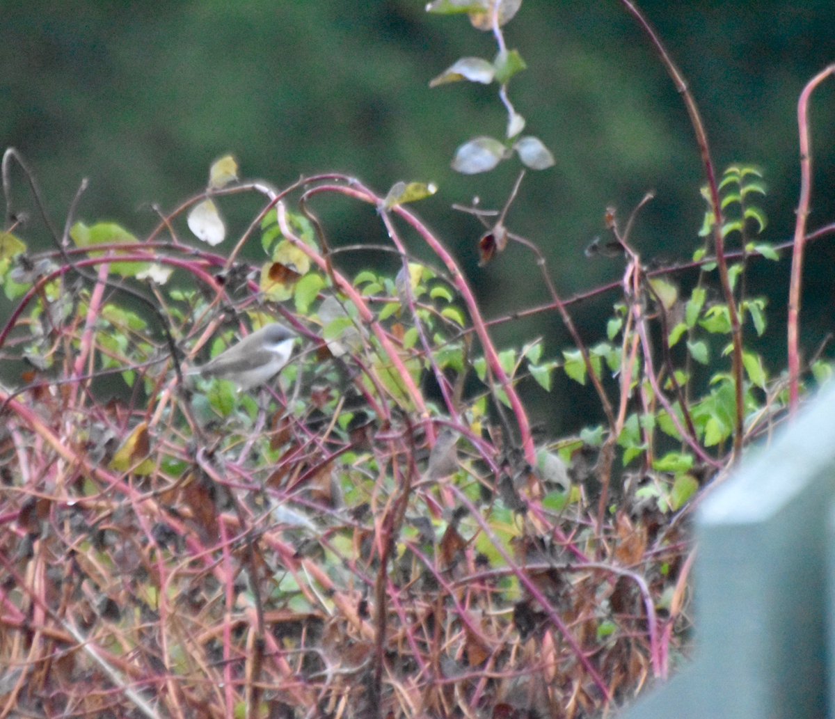 countrymousie's tweet photo. Quite a morning, now I have this little guy @wildlife_uk #busyatthefeeder #suffolk #poorlight #dawn #dampstart #nature https://t.co/PJgjDwZkUS