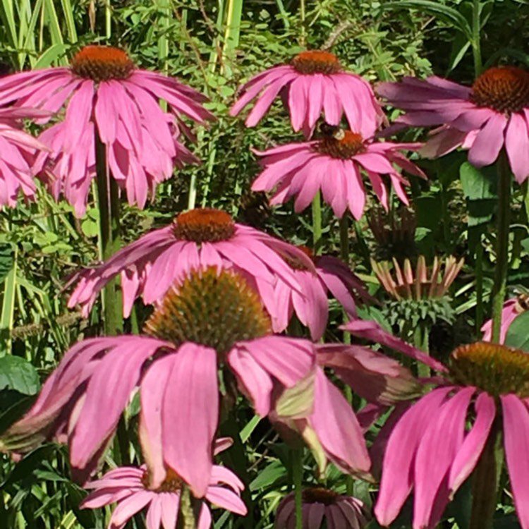 micthegardener's tweet photo. Good morning folks. Hoping for a drier day than yesterday...! Have a good 'un. #drydayplease... via @gardentags https://t.co/2c29fKm6JI