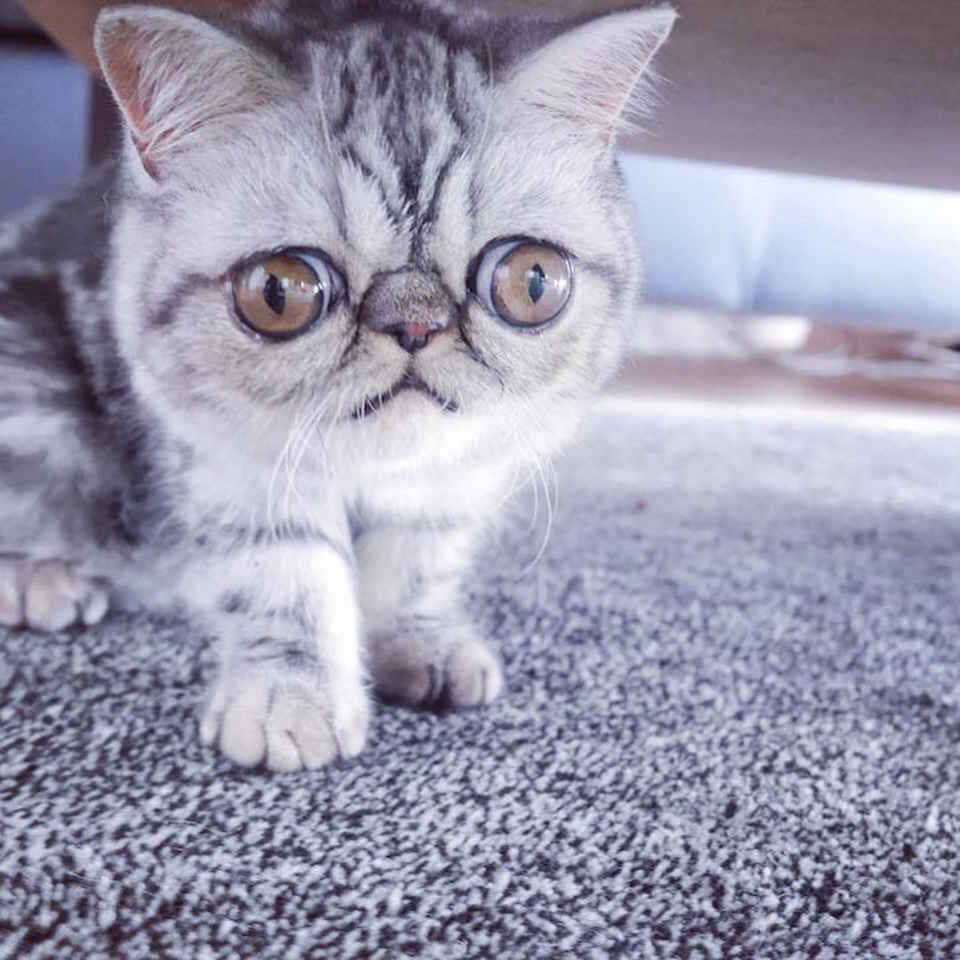 кошка с огромными глазами. кот экзот белый. экзотическая короткошерстная кошка. лупоглазые коты. шотландская вислоухая кошка.