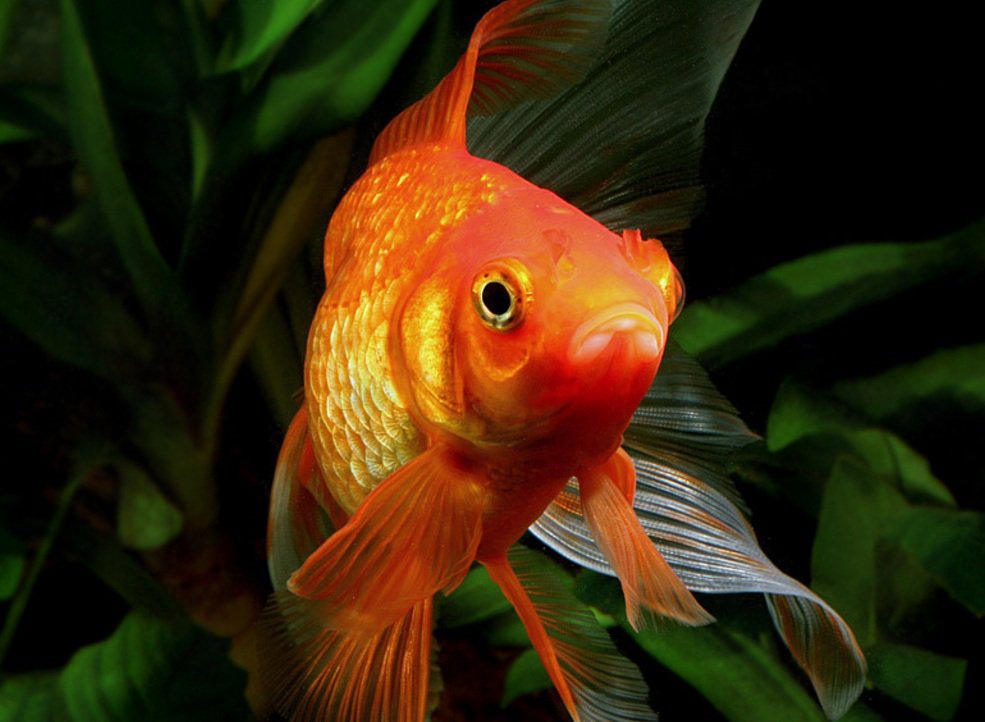 BezzComments's tweet image. Золотая рыбка имеет память течение трех секунд.