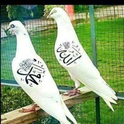 يالله بحق محمد وآل محمد اغفر لنا ولاخواننا الذين سبقونا  للاسلام ويسر لنا احوالنا