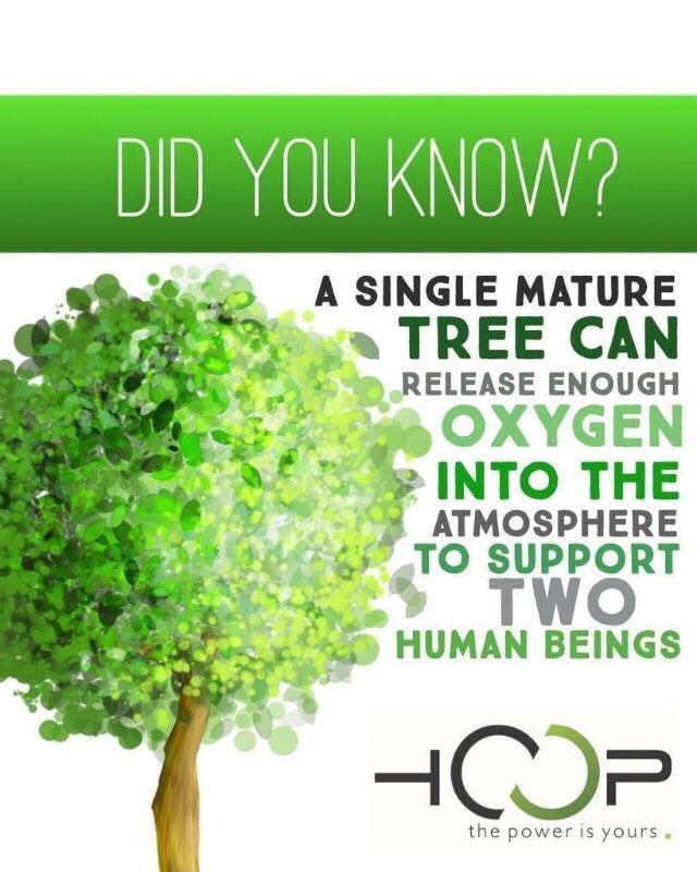 HOOP_Digital's tweet photo. DID YOU KNOW? A single mature tree can release enough oxygen into the atmosphere to support two human beings. https://t.co/3DHjE68vGZ
