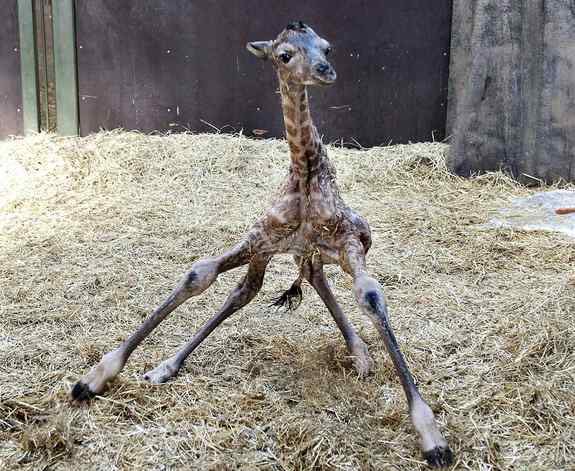 mashedpedals's tweet photo. Graduated from crutches this week and walking like a newborn giraffe. #babysteps #wobble #gainz #recovery https://t.co/4PoJMstWOK