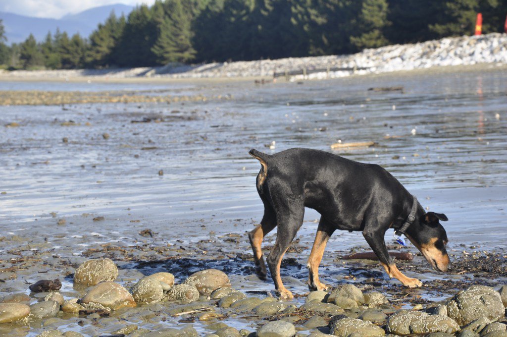 sian_potts's tweet image. Dog Owners Guide to Mapua sianpotts.com/2016/09/20/dog…