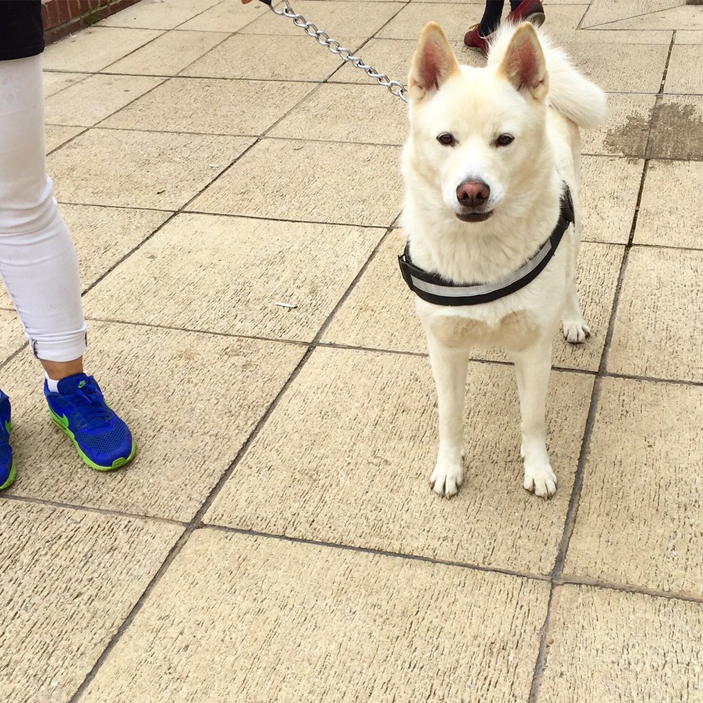 telegraph87's tweet photo. We love making new friends on our local travels 🐕💕 #huskita #thetelegraphNX #newcross #se14 #brockley #telegraphhill https://t.co/aJCc3lzfRH