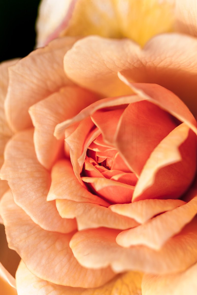 Andinerd's tweet image. Iphone7 Preview Test shots, Rose in Summer. -  andreasschindler.com/blog/2016/09/2…