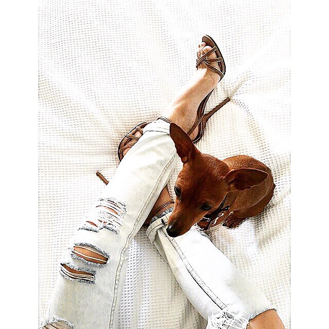 Lux_pets_'s tweet photo. #lazy #tuesday ....#lux_pets and momma https://t.co/hqAYRXjlTs