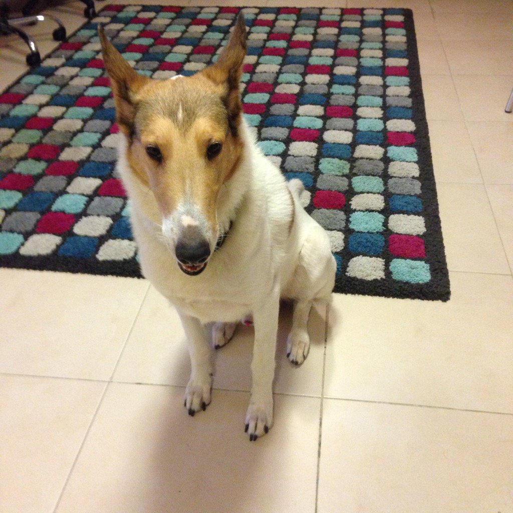 TheRedZoom tweet picture