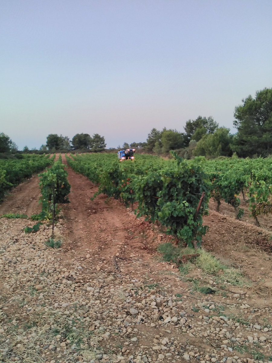 Harvest at <a href="/felinesjourdan/">Jourdan Claude</a> - Sonny the pooch is helping out again this year! Lots of picking done overnight to maintain freshness. Exciting!