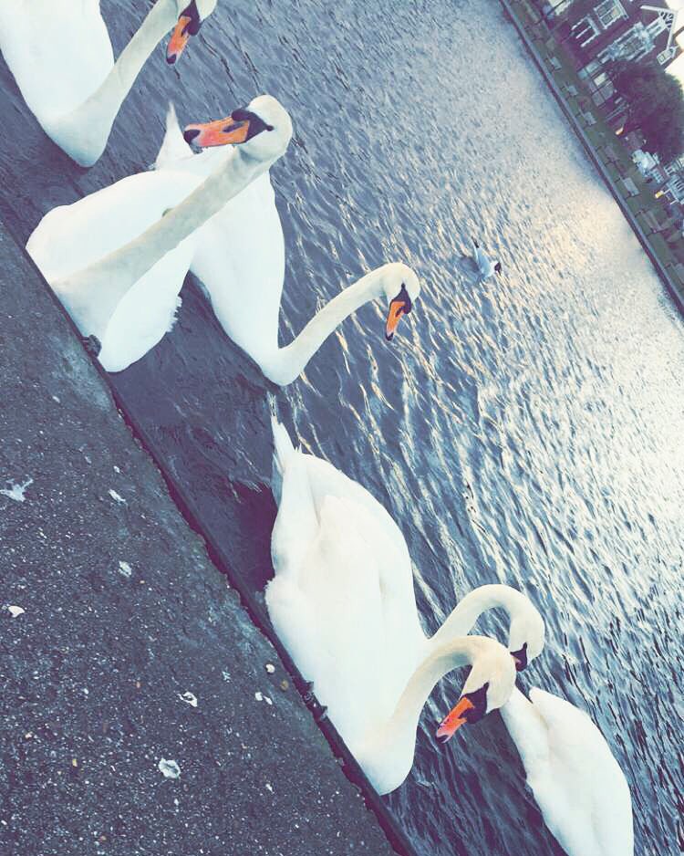 pullingthecover's tweet photo. Evening walks around the lake really helped inspire us and calm our nerves before big shows! What helps you? https://t.co/qNgqlqm8nk