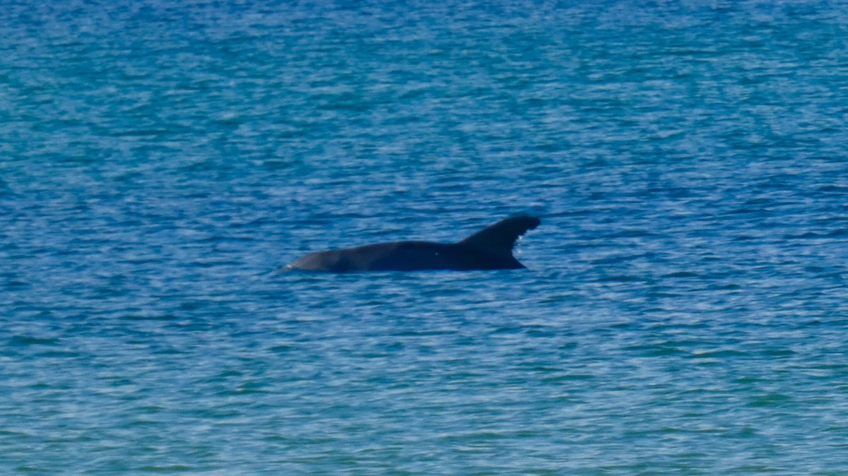 DesireeMiller's tweet photo. Today's to-do list: walk w/ dolphins, float, relax, repeat. @Visit_PCB #BeachGetaway #EmeraldView #traveltuesday #tmom #tbin https://t.co/a2kBr9IS4n