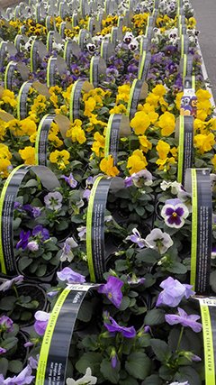 Daar zijn ze weer:winterviooltjes! De kleurige en vrolijke viooltjes zijn klaar om geplant te worden. Welke kleur is jouw favoriet? #flowers