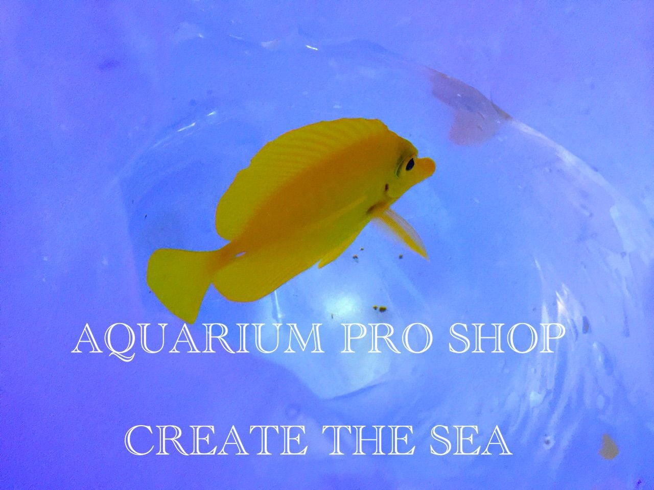 公式 Create The Sea クリエイトザシー キイロハギ入荷 3980円 税 Mサイズ 90センチ水槽以上の方にオススメ 目が覚めるような鮮やかなイエローの体色が 水槽内をとても華やかに致します キイロハギ キイロハギ入荷 キイロハギ飼育 キイロハギ