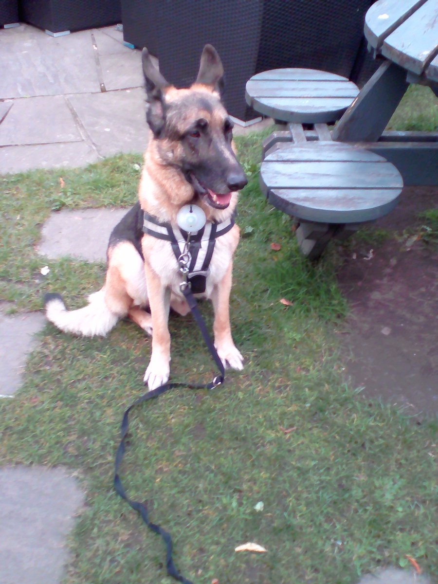 Before u train your dog find out what motivates them first, without desire its difficult to train