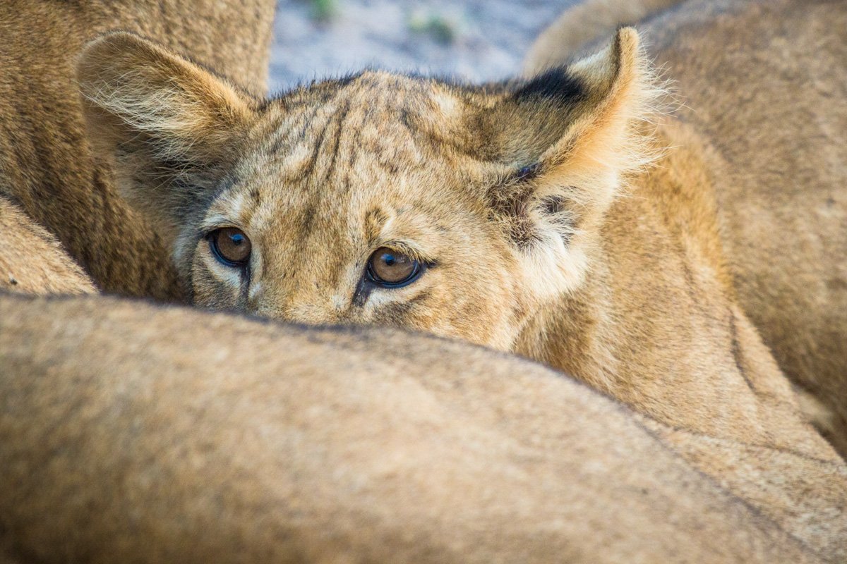 chobegamelodge's tweet photo. A very special sighting of mother and cub in the late afternoon in Chobe! Another lion feature for todays #ChobeTuesday https://t.co/fNdNPvK3zy
