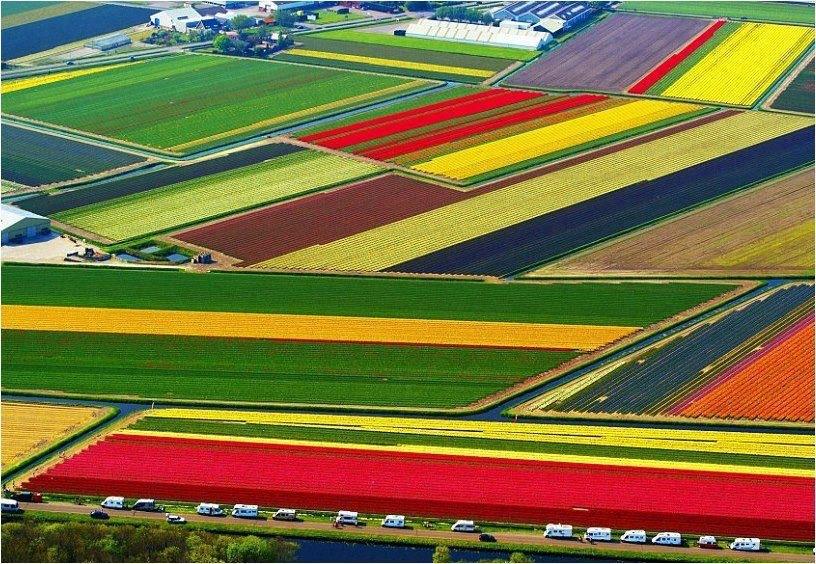 Tulip fields, the Netherlands