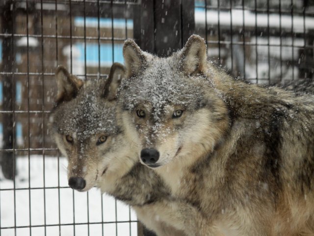 wolfes_jp's tweet photo. よく似ている2頭でしたが性格は面白いくらいに違っていました。好奇心旺盛かつ大胆なユウキと臆病かつ慎重なショウ。ニコイチっぷりから双子やツインズと呼ばれることもありましたが，実際には少なくとも5頭生まれた仔オオカミのうち生き残った2頭です。　#オオカミ https://t.co/SRotletrqj
