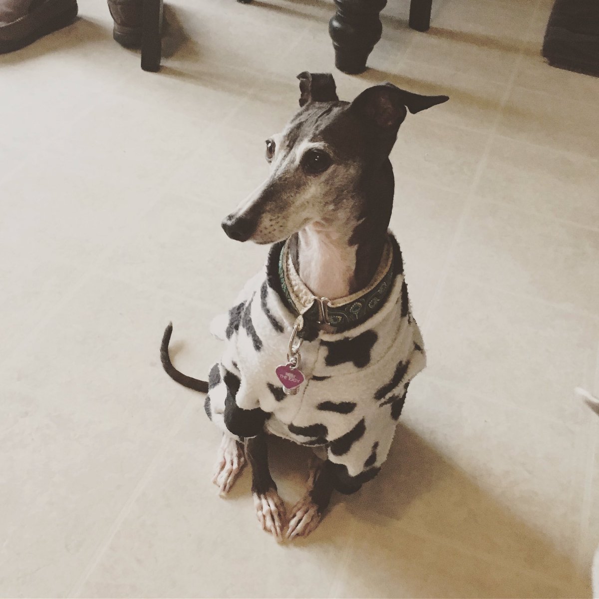 5280Stephanie's tweet photo. I had to force this one out of bed this morning. Apparently she's not a morning person either. @noritheig
#NoriTheIggy https://t.co/TKmBWsxzf5