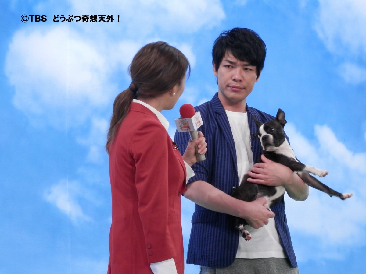 新どうぶつ奇想天外 No Twitter 麒麟 川島明さんの愛犬はボストンテリアの松風 まつかぜ くん オス ５歳 小さい頃から寝食を共にし 松風くんと自分との信頼関係は特別だと語る川島さん 待て 対決にも自信満々で なんと自らハードルを上げ