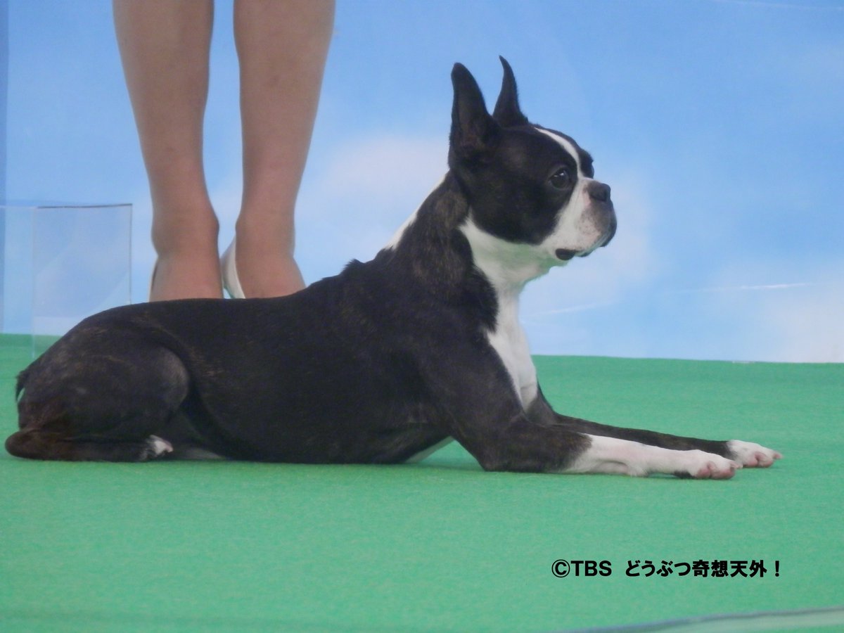 新どうぶつ奇想天外 No Twitter 麒麟 川島明さんの愛犬はボストンテリアの松風 まつかぜ くん オス ５歳 小さい頃から寝食を共にし 松風くんと自分との信頼関係は特別だと語る川島さん 待て 対決にも自信満々で なんと自らハードルを上げ