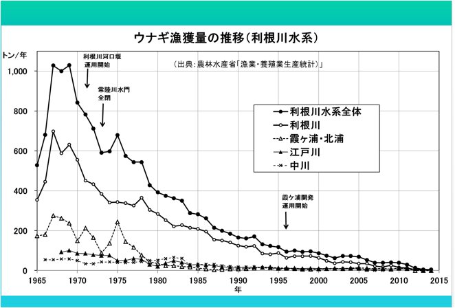 八ッ場あしたの会 Auf Twitter 霞ケ浦を含む利根川は かつては日本で最大のウナギ漁獲量があったが 様々な河川工事が行われたこともあって漁獲量が激減しました グラフはウナギ漁獲量の推移 利根川水系 T Co Dyoqh1hqrg