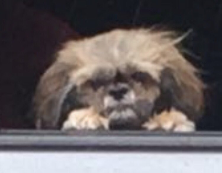 Thatsnas's tweet photo. why is this dog is my mood... https://t.co/OGJm9Lug8i
