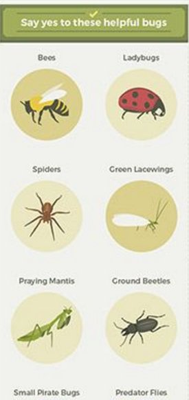 VV_PestControl's tweet image. There are some bugs that actually help your garden. #HealthyGarden #Bugs #PestControl