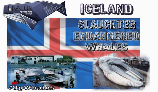 OrcaOnIceSkates's tweet photo. #Irony
Pay for whale watching tour in #Iceland and see a harpoon boat dragging dead whales instead. #OpWhales https://t.co/CuFFpXB18S