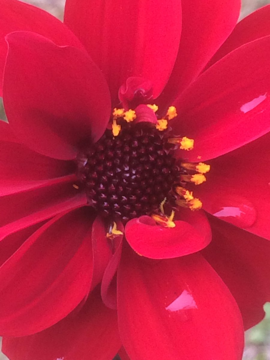 MoutanInOut's tweet photo. Dazzling Dahlia to light up a grey day #Septembercolour #garden diva https://t.co/Uiblgf5j8n