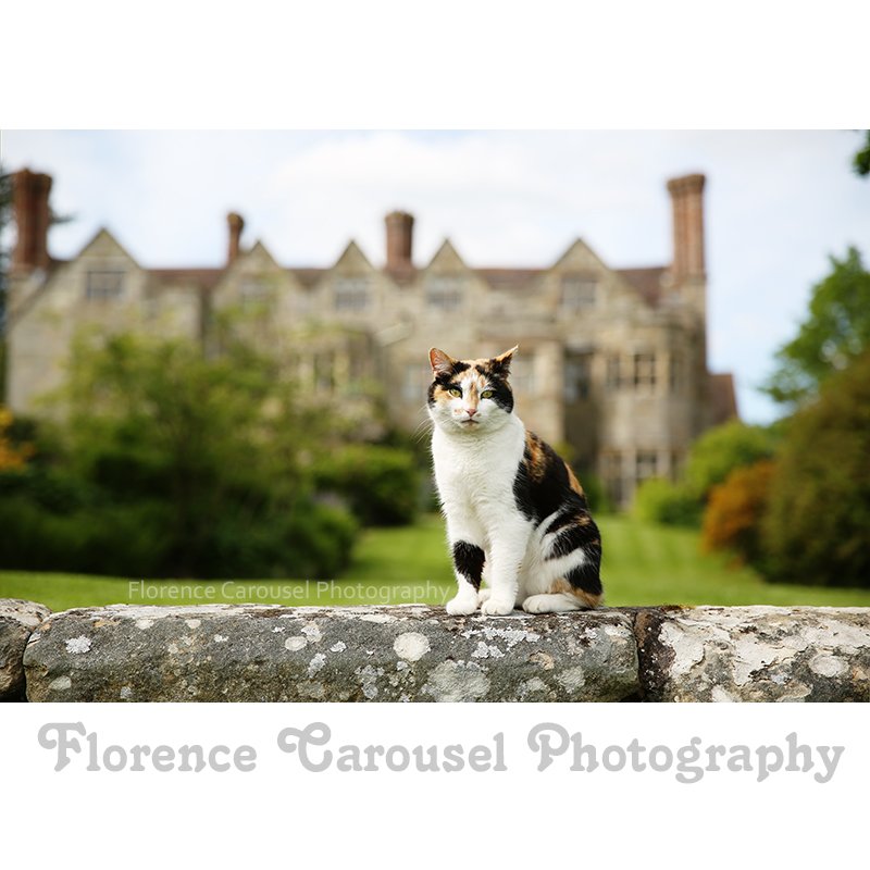 FCarouselPhoto's tweet image. Benthall Hall, 2014. #ukphotographer #cats #photography #photo