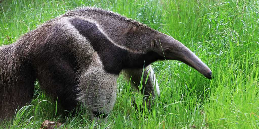 #HappyBirthday to Harley the giant anteater