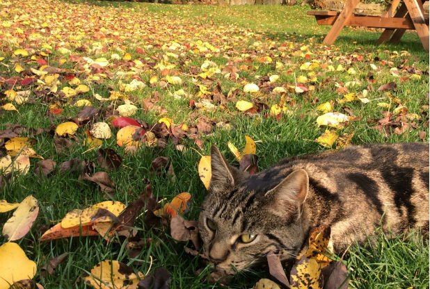 Summat ‘n’ Nowt tweet media