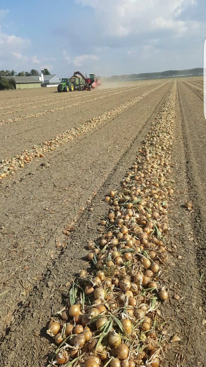 janp601's tweet photo. Uienoogst 2016 loopt op het eind https://t.co/rOeebLR9iC