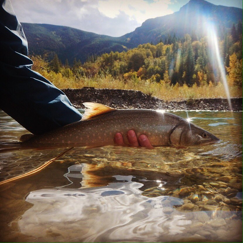 Cliff_Razzo's tweet photo. Day one of vacation and I was fortunate to catch and release this beauty #gofishbc #ferniestoke #flyfishing https://t.co/FCuBVfFPqx