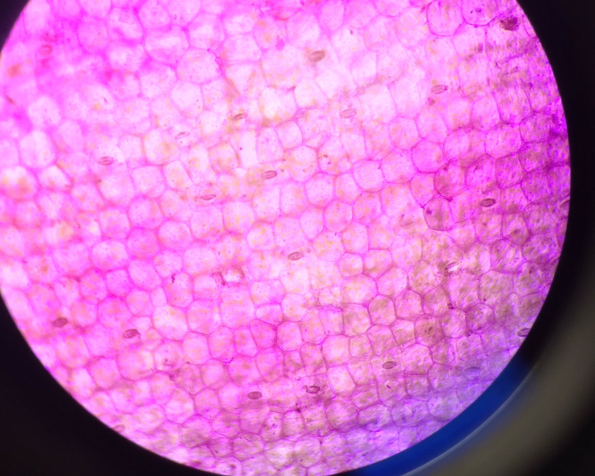 nganguyen1310's tweet photo. @UNKBiol106CW cell wall #106Week5 https://t.co/v3fAit64jL
