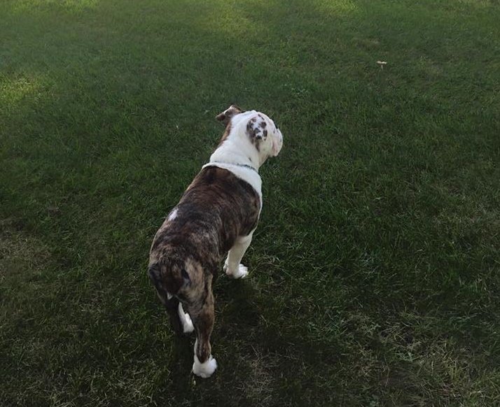 Get_Your_Pet's tweet image. With all this lawn, the options are endless. #PeeProblems #GetYourPet #WeLoveDogs #YouGotThis