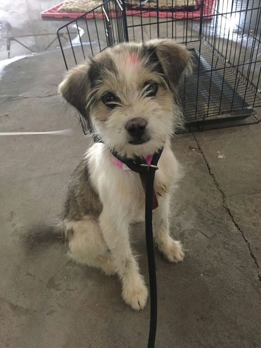 She's a happy, fun dog despite what she has been through. One of the many lucky rescues! #ChineseActivists #Yulin