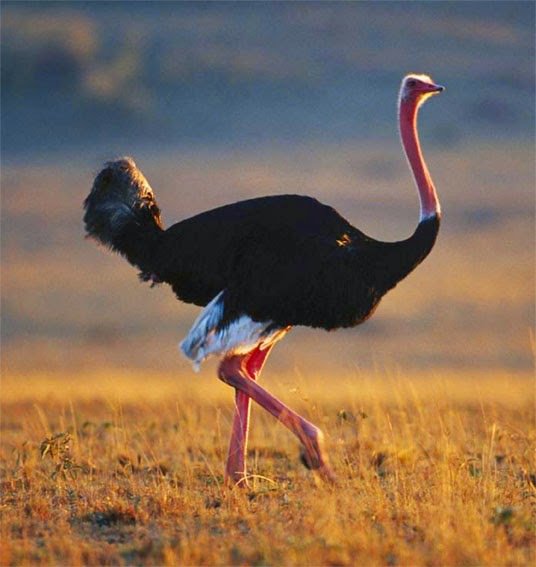 BirdsPics's tweet photo. #NorthAfricanOstrich #AvestruzDeCuelloRojo #StruthioCamelusCamelus  is the largest subspecies of ostrich from #Africa #Birds https://t.co/vpaZq3SPRQ
